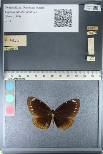 Media type: image;   Entomology 160162